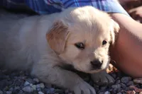 Puppy 3, a male Golden Retriever for sale in Carpenter, WY – Photo 2 of 7