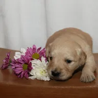 Puppy 3, a male Golden Retriever for sale in Carpenter, WY – Photo 7 of 7