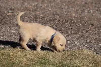 Puppy 3, a male Golden Retriever for sale in Carpenter, WY – Photo 4 of 7