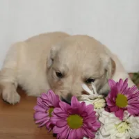 Puppy 3, a male Golden Retriever for sale in Carpenter, WY – Photo 6 of 7