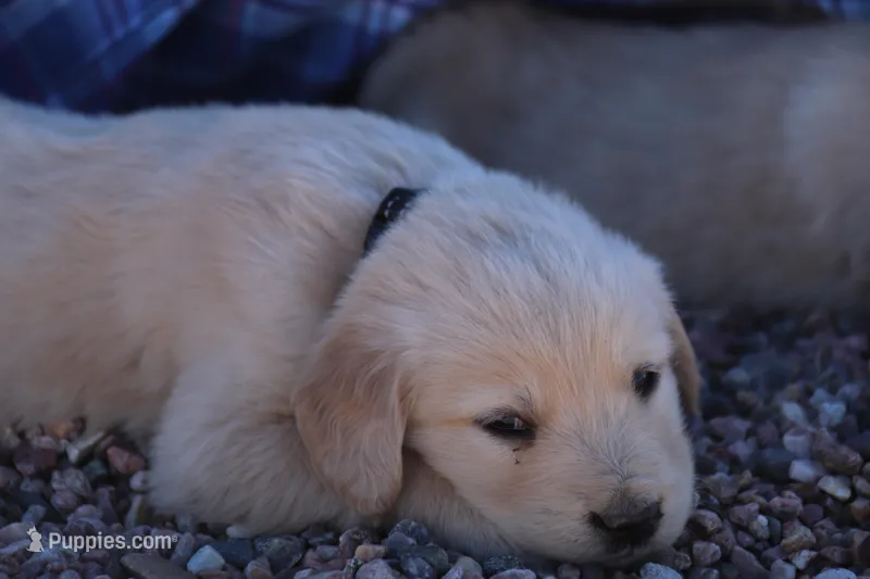 Puppy 3 – Golden Retriever puppy for sale in Carpenter, WY