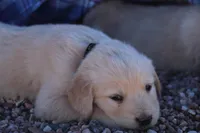 Puppy 3, a male Golden Retriever for sale in Carpenter, WY – Photo 1 of 7