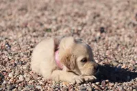 Puppy 2, a female Golden Retriever for sale in Carpenter, WY – Photo 1 of 6