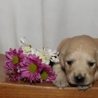 Puppy 2, a female Golden Retriever for sale in Carpenter, WY – Photo 5 of 6