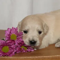 Puppy 2, a female Golden Retriever for sale in Carpenter, WY – Photo 4 of 6