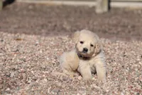 Puppy 6, a male Golden Retriever for sale in Carpenter, WY – Photo 2 of 7