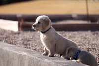 Puppy 6, a male Golden Retriever for sale in Carpenter, WY – Photo 1 of 7