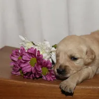 Puppy 6, a male Golden Retriever for sale in Carpenter, WY – Photo 6 of 7