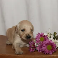 Puppy 6, a male Golden Retriever for sale in Carpenter, WY – Photo 7 of 7