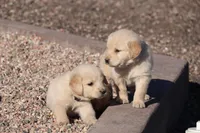 Puppy 4, a male Golden Retriever for sale in Carpenter, WY – Photo 4 of 7