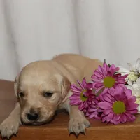 Puppy 4, a male Golden Retriever for sale in Carpenter, WY – Photo 7 of 7