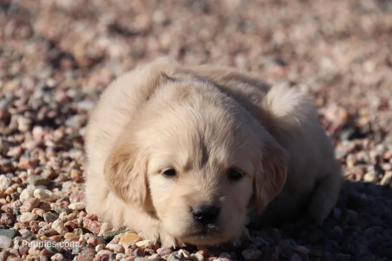 Puppy 4 – Golden Retriever puppy for sale in Carpenter, WY