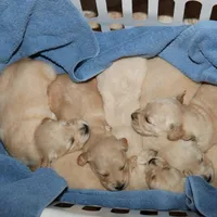 Puppy 4, a male Golden Retriever for sale in Carpenter, WY – Photo 6 of 7