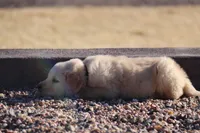 Puppy 4, a male Golden Retriever for sale in Carpenter, WY – Photo 3 of 7