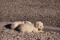 Puppy 4, a male Golden Retriever for sale in Carpenter, WY – Photo 5 of 7