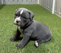 Thunder, a male American Bully for sale in Nashua, NH – Photo 1 of 3