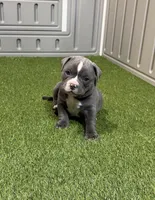 Thunder, a male American Bully for sale in Nashua, NH – Photo 3 of 3