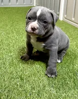 Thunder, a male American Bully for sale in Nashua, NH – Photo 2 of 3