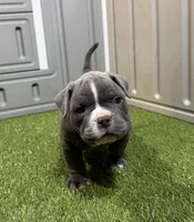 Bronx, a male American Bully for sale in Nashua, NH – Photo 1 of 3