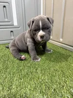 Bronx, a male American Bully for sale in Nashua, NH – Photo 3 of 3