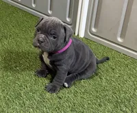 Skye, a female American Bully for sale in Nashua, NH – Photo 1 of 3