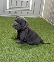 Skye, a female American Bully for sale in Nashua, NH – Photo 2 of 3