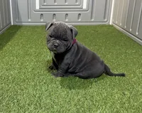 Skye, a female American Bully for sale in Nashua, NH – Photo 3 of 3