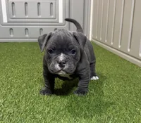 Cali, a female American Bully for sale in Nashua, NH – Photo 2 of 3