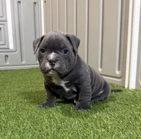 Cali, a female American Bully for sale in Nashua, NH – Photo 3 of 3