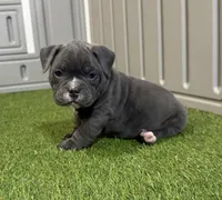 Cali, a female American Bully for sale in Nashua, NH – Photo 1 of 3