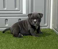 Metro, a male American Bully for sale in Nashua, NH – Photo 1 of 3