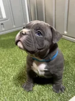 Metro, a male American Bully for sale in Nashua, NH – Photo 2 of 3