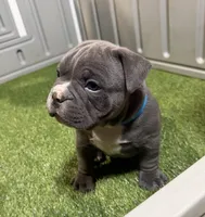 Metro, a male American Bully for sale in Nashua, NH – Photo 3 of 3