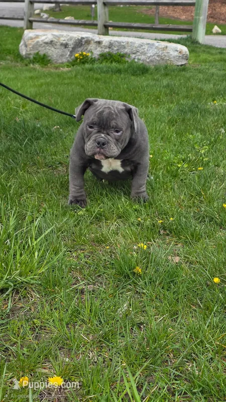 Skye – American Bully puppy for sale in Nashua, NH