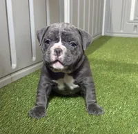 Stella, a female American Bully for sale in Nashua, NH – Photo 3 of 3