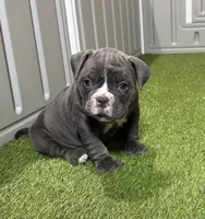 Stella, a female American Bully for sale in Nashua, NH – Photo 1 of 3