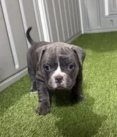 Stella, a female American Bully for sale in Nashua, NH – Photo 2 of 3