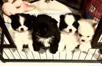 Bingo , a male Pomeranian for sale in Kelso, WA – Photo 3 of 3