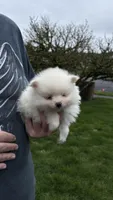 Bingo , a male Pomeranian for sale in Kelso, WA – Photo 2 of 3