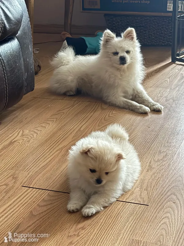 Blonde  – Pomeranian puppy for sale in Kelso, WA