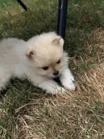 Blonde , a female Pomeranian for sale in Kelso, WA – 2 of 2