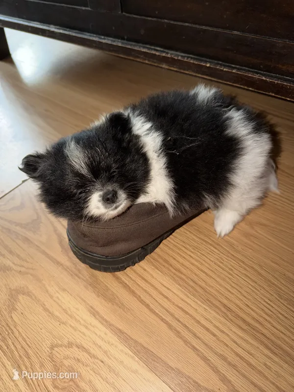 Spike  – Pomeranian puppy for sale in Kelso, WA