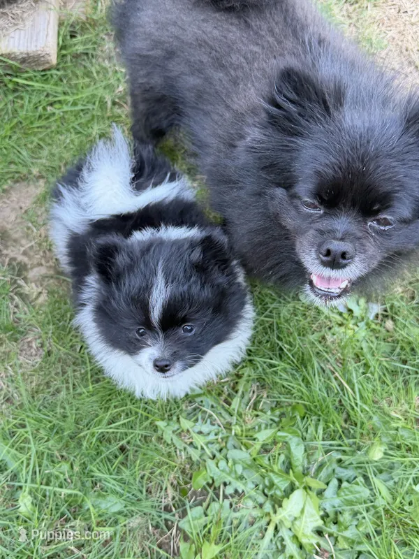 Spike  – Pomeranian puppy for sale in Kelso, WA