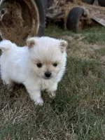 Blonde , a female Pomeranian for sale in Kelso, WA – 1 of 2