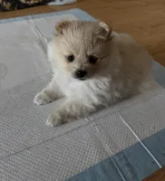 Honey , a female Pomeranian for sale in Kelso, WA – 6 of 6