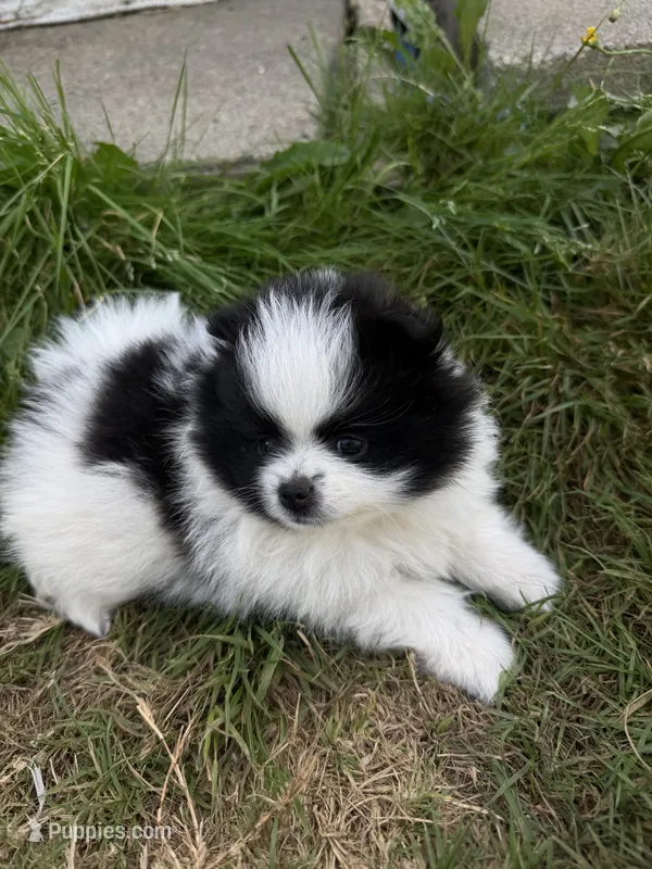 Panda  – Pomeranian puppy for sale in Kelso, WA