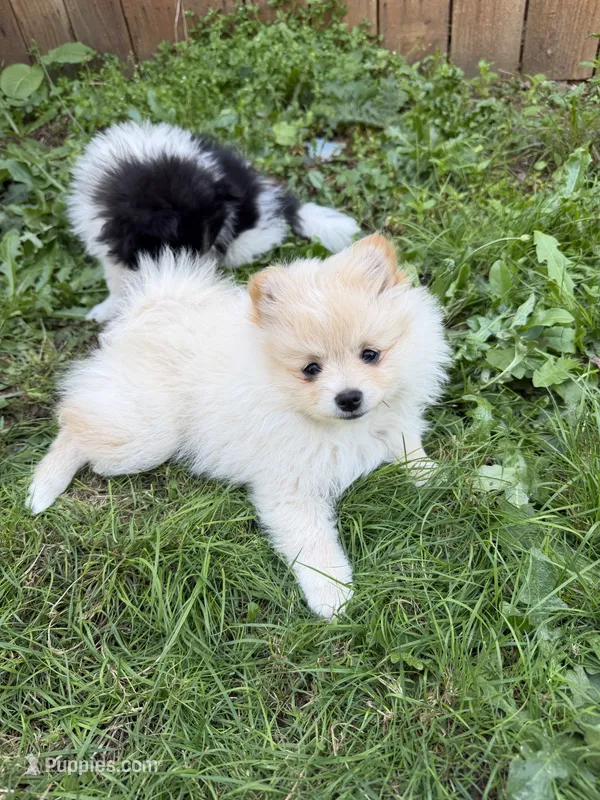 Honey  – Pomeranian puppy for sale in Kelso, WA