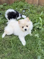 Honey , a female Pomeranian for sale in Kelso, WA – 2 of 6