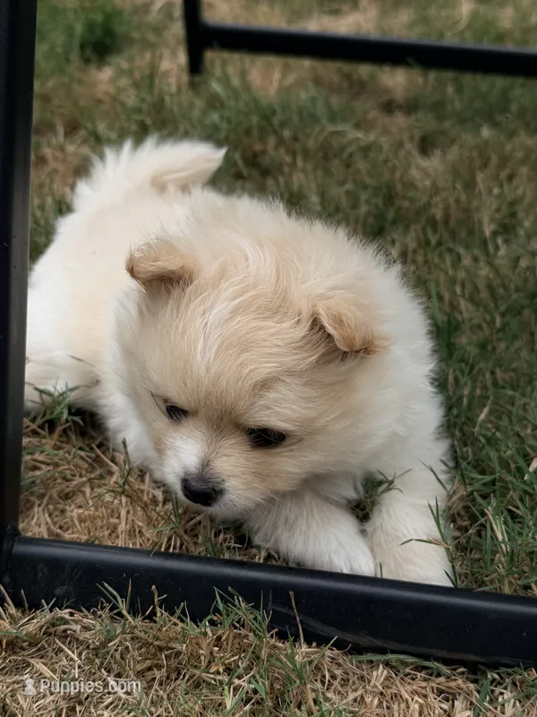 Honey  – Pomeranian puppy for sale in Kelso, WA