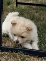 Honey , a female Pomeranian for sale in Kelso, WA – 2 of 2